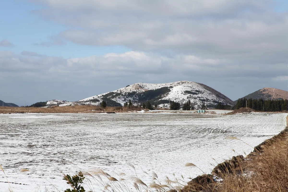 일어, 겨울, 눈, 농장, 자연, 눈꽃, 제주도, 한국, 한라산, 제주,