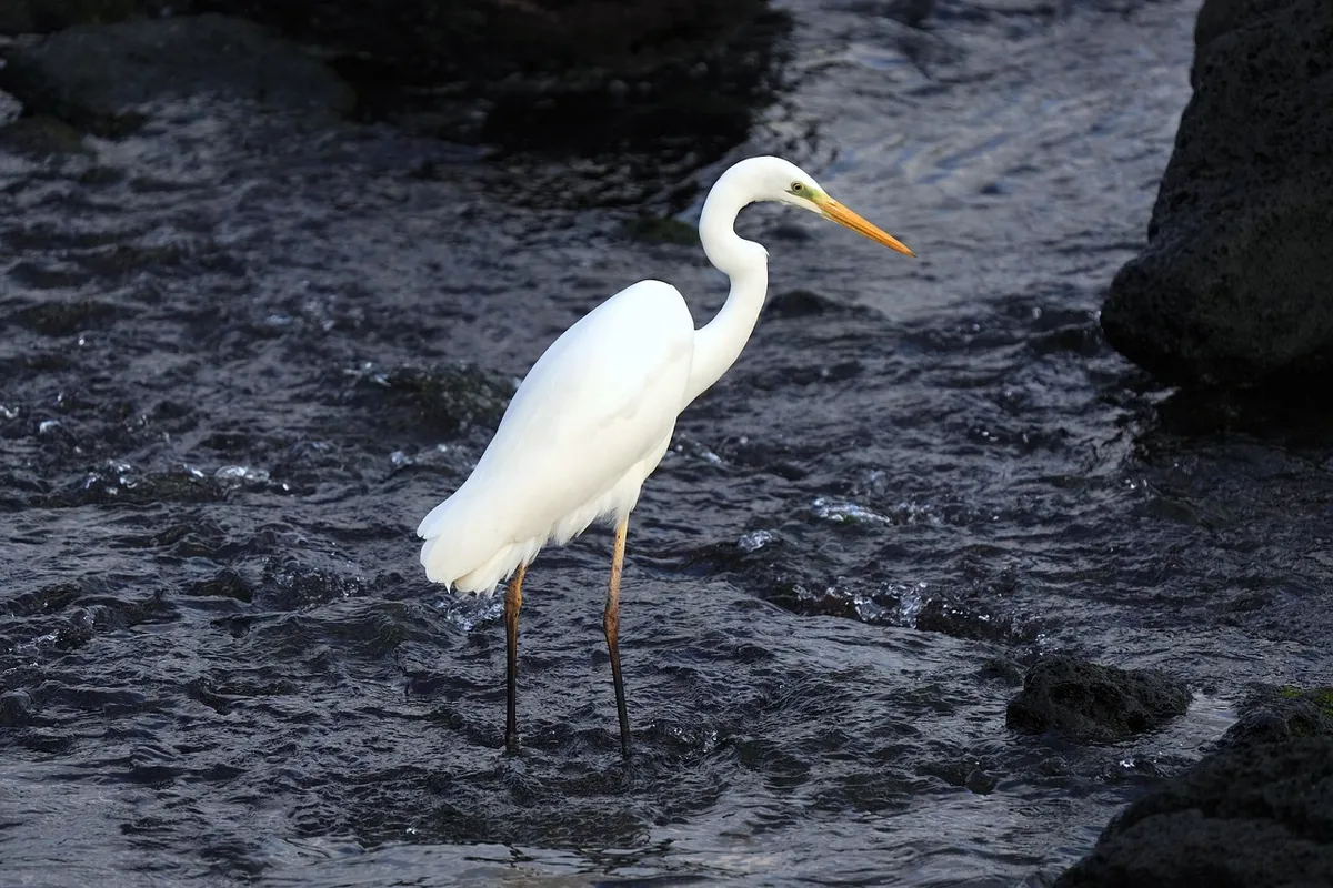 egret, animal, jeju island, bird, nature, ocean, sea, wildlife, animal, animal, animal, animal, animal