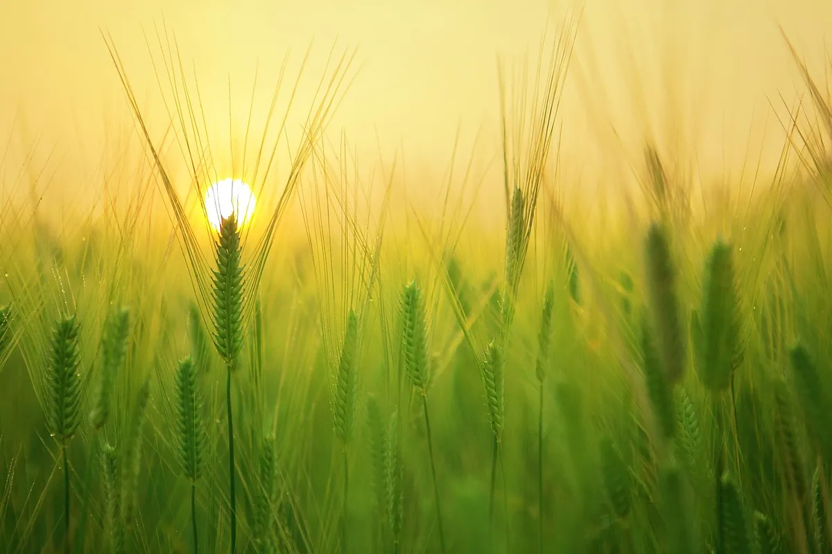 barley field, wheat, agriculture, plow, tillage, farm, harvest, sunrise, morning, landscape, nature, ne young na-young, jeju travel, jeju island, agriculture, a