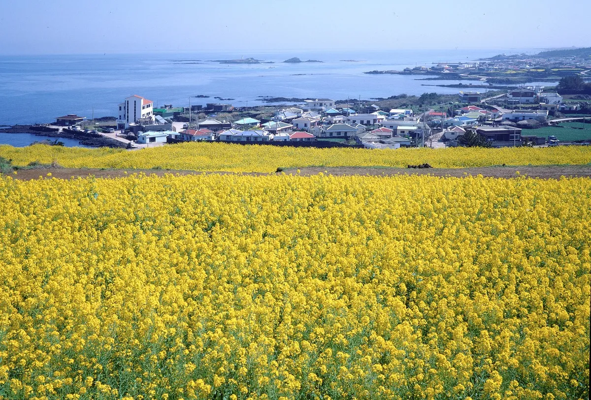 republic of korea, jeju island, jeju, nature, spring, travel, korea, landscape, scenery, ocean, tourism, beach, vacation, jeju sea, island, environment, trip, j