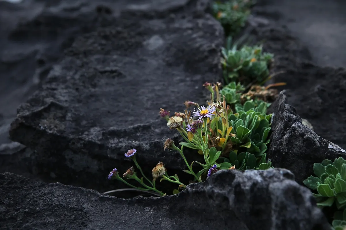 jeju, ocean, flower, nature, beautiful flowers, flower background, jeju island, travel, korea, republic of korea, coast, tourism, beach, flower wallpaper, rock